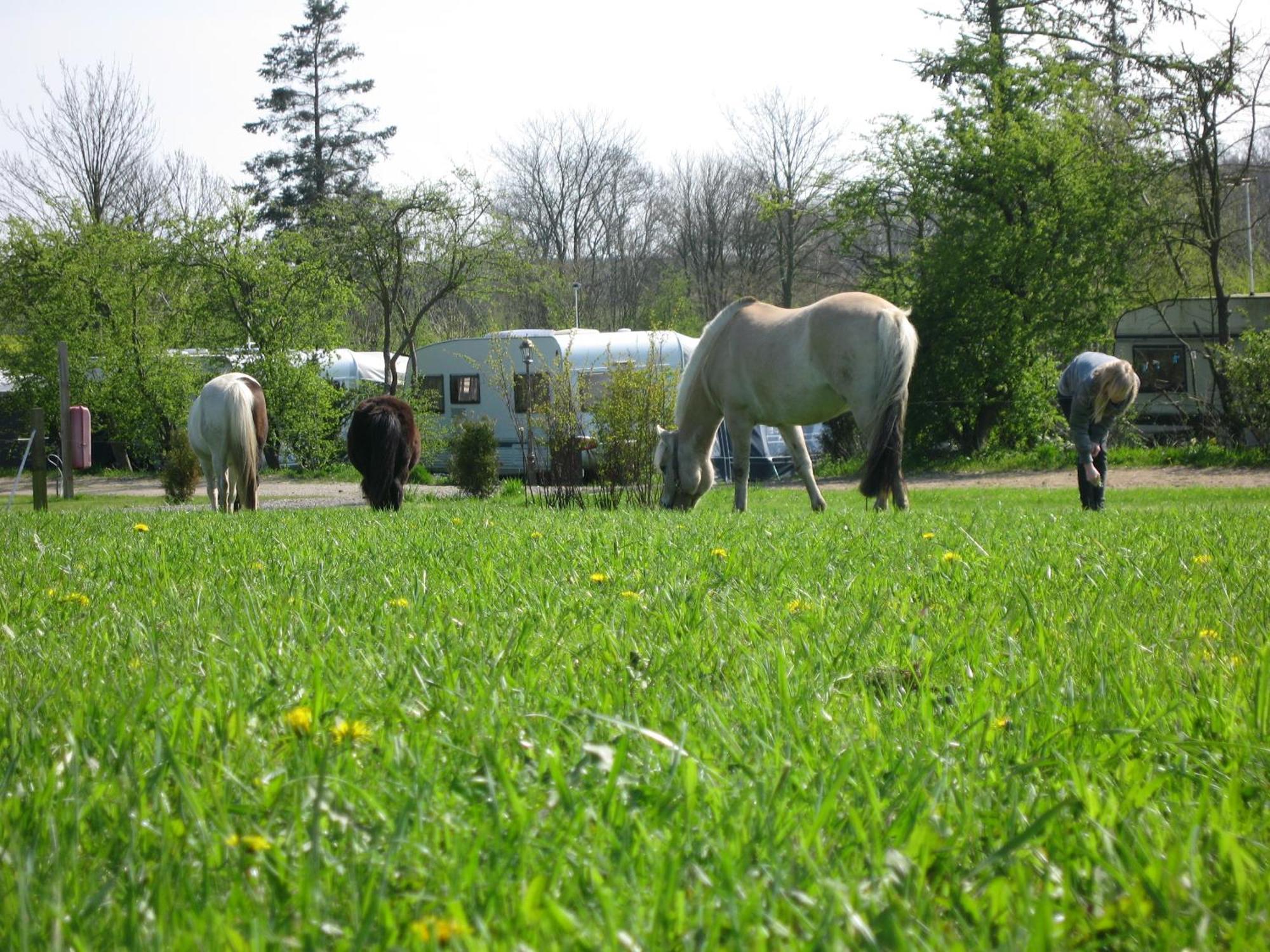 Boeslunde Camping Dış mekan fotoğraf